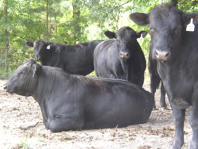 Cows Resting